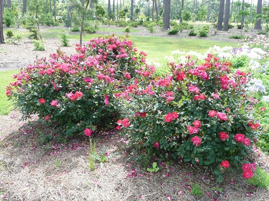 Pruning And The Care Of Knock Out Roses